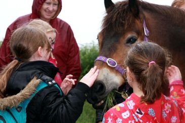 meeting exmoor pony
