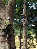 tree climbing activity 2